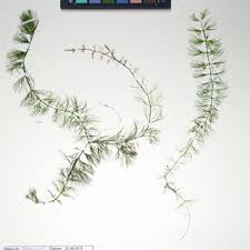 Attēlu rezultāti vaicājumam “Ceratophyllum submersum leaf”