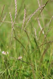 Attēlu rezultāti vaicājumam “Lolium perenne”