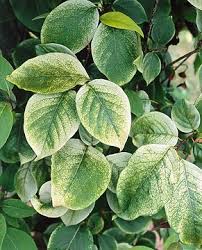 Attēlu rezultāti vaicājumam “Syringa reticulata subsp. amurensis”