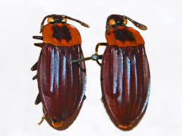Attēlu rezultāti vaicājumam “Silphidae”