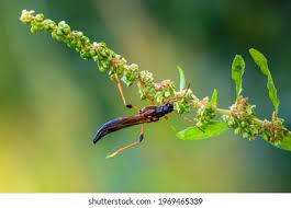 Attēlu rezultāti vaicājumam “Necydalis major”