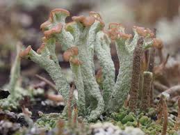 Attēlu rezultāti vaicājumam “Cladonia botrytes”