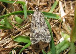 Attēlu rezultāti vaicājumam “Eudonia lacustrata”