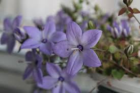 Image result for Campanula isophylla