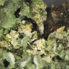 Attēlu rezultāti vaicājumam “Erythricium aurantiacum”