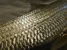 Image result for Albula vulpes