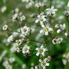 Attēlu rezultāti vaicājumam “Gypsophila paniculata leaf”