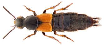 Attēlu rezultāti vaicājumam “Staphylinidae”