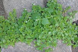Attēlu rezultāti vaicājumam “Veronica serpyllifolia leaf”