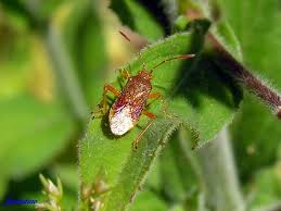 Attēlu rezultāti vaicājumam “Rhopalus maculatus”