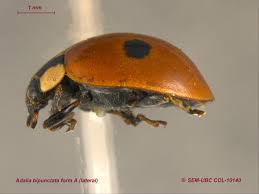 Attēlu rezultāti vaicājumam “Adalia bipunctata imago”