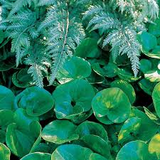 Attēlu rezultāti vaicājumam “Asarum europaeum leaf”