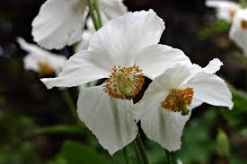 Image result for Meconopsis betonicifolia alba