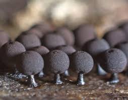 Attēlu rezultāti vaicājumam “Enerthenema papillatum young”