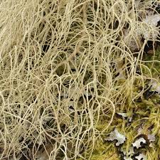 Attēlu rezultāti vaicājumam “Usnea subfloridana”