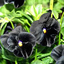 Image result for Viola wittrockiana