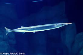 Attēlu rezultāti vaicājumam “Belone belone”