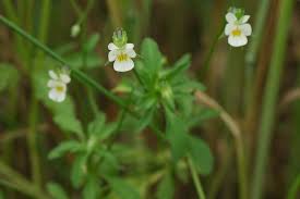 Attēlu rezultāti vaicājumam “Viola arvensis bud”