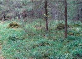 Attēlu rezultāti vaicājumam “Sarcosoma globosum”