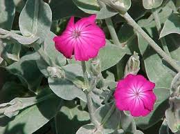 Image result for Lychnis coronaria