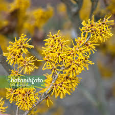 Attēlu rezultāti vaicājumam “Hamamelis mollis”