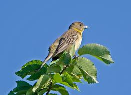 Image result for Emberiza melanocephala