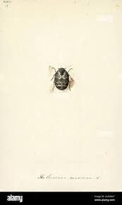 Attēlu rezultāti vaicājumam “Anthrenus sp. imago”