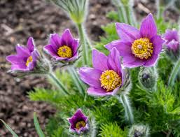 Attēlu rezultāti vaicājumam “Pulsatilla pratensis flower”