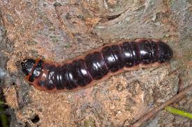 Attēlu rezultāti vaicājumam “Cossus cossus imago”