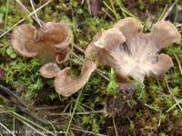 Attēlu rezultāti vaicājumam “Arrhenia spatulata”