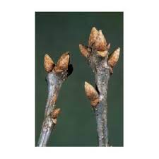 Attēlu rezultāti vaicājumam “Quercus robur bud”