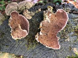 Attēlu rezultāti vaicājumam “Trichaptum abietinum”