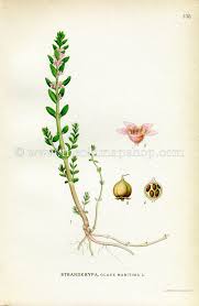 Attēlu rezultāti vaicājumam “Glaux maritima flower”