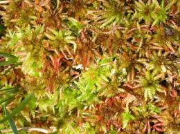 Attēlu rezultāti vaicājumam “Sphagnum magellanicum”