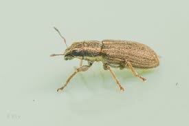 Attēlu rezultāti vaicājumam “Sitona sp.”