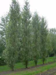 Attēlu rezultāti vaicājumam “Populus nigra Italica”