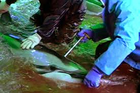 Image result for japan dolphin slaughter