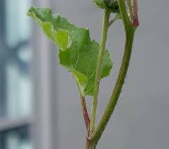 Attēlu rezultāti vaicājumam “Arctium tomentosum fruit”