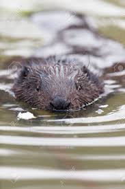 Attēlu rezultāti vaicājumam “Castor fiber”