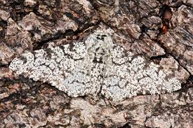 Attēlu rezultāti vaicājumam “Biston betularia”