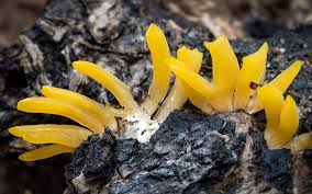Attēlu rezultāti vaicājumam “Calocera glossoides”