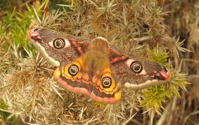 Attēlu rezultāti vaicājumam “Selenia dentaria larva”