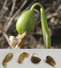 Attēlu rezultāti vaicājumam “Galanthus nivalis bud”