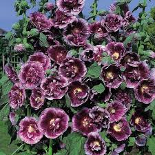 Image result for Alcea rosea `Appleblossom`