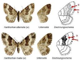 Attēlu rezultāti vaicājumam “Epirrhoe”