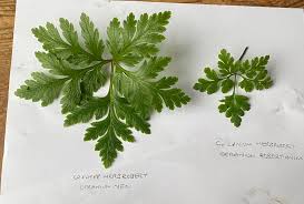 Attēlu rezultāti vaicājumam “Geranium robertianum leaf”