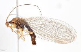 Attēlu rezultāti vaicājumam “Neuroptera”