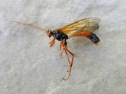 Attēlu rezultāti vaicājumam “Ichneumonidae imago”