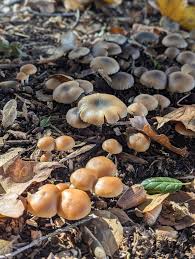 Attēlu rezultāti vaicājumam “Psilocybe sp.”