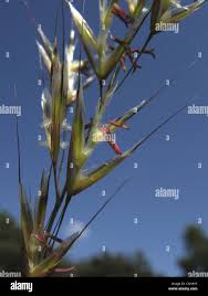 Attēlu rezultāti vaicājumam “Helictotrichon pratense”